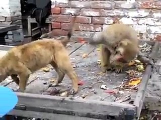 funny monkey and dog (must watch)