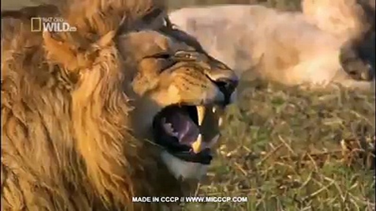 Lions