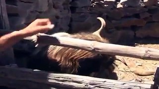 Man Talking with Spitting Goat (Best Funny Videos - Fun)[1]
