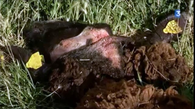 Le loup est désormais présent dans 32 département français. On lui impute près de 10.000 brebis tuées