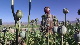 Multiple harvests drive Afghan opium boom