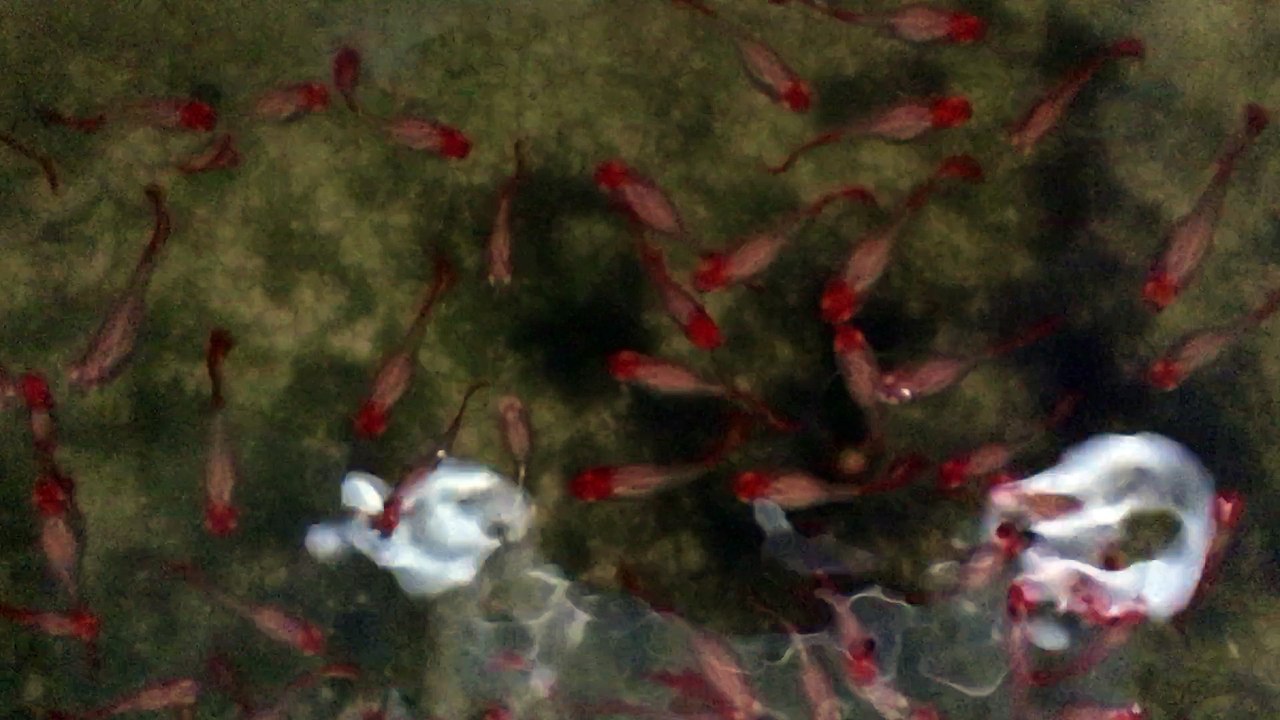 Koi guppy