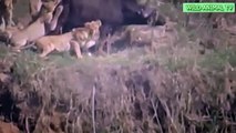 Lion to be killed on the spot Buffalo # Most Amazing Big Battle Animal Crocodile HD