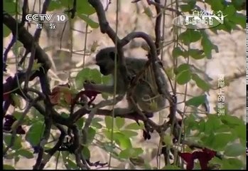 20131023 自然传奇 河岸上的非洲