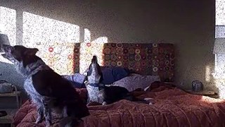 Dogs Hate Song