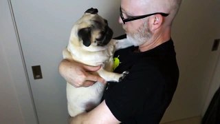 Don't Kiss This Pug!