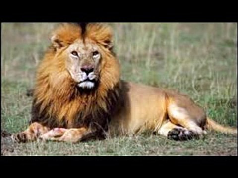 Gerçek Aslan Sesi Aslan Kükremesi