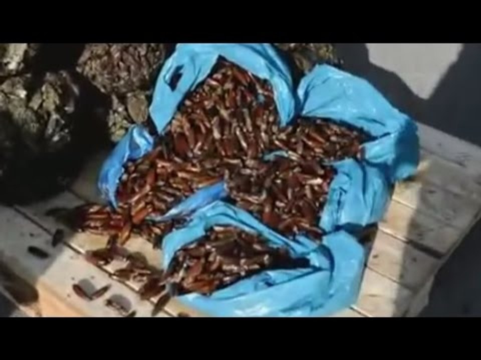 Bari - Datteri nascosti in un camion, sequestro della Guardia Costiera (02.01.17)