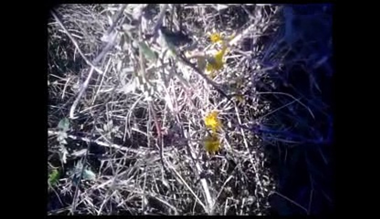 Gerçek  cennet kuşu sesi