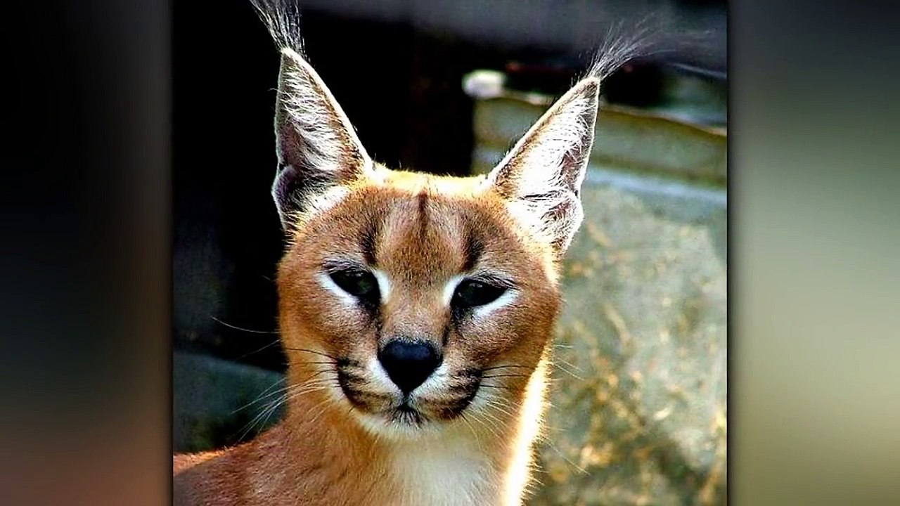 Ender  Bulunan Kedi Irkları