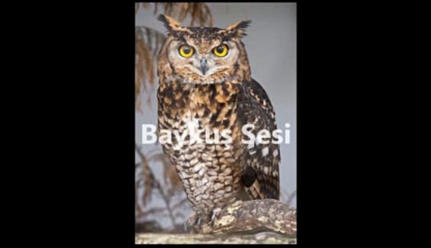Gerçek Baykuş Sesi-Baykuş Ötüşü
