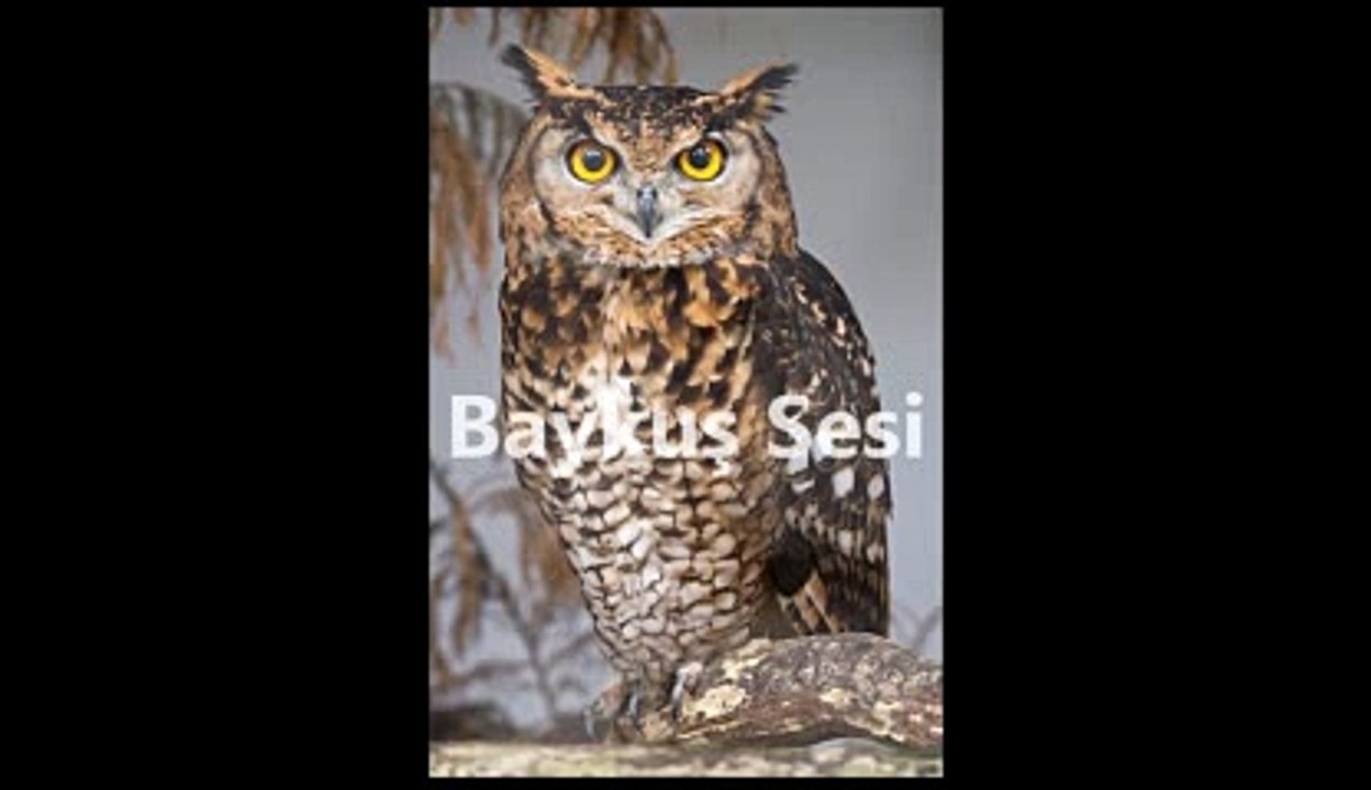 Gerçek  Baykuş Sesi-Baykuş Ötüşü
