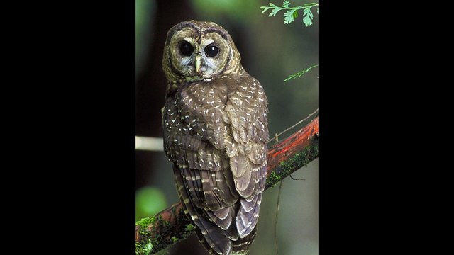 Gerçek baykuş sesi