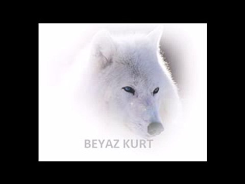 Gerçek Beyaz Kurt Sesi-Uluması