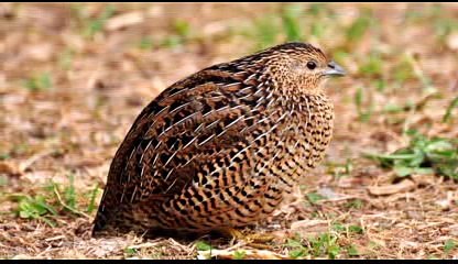 Gerçek  Bıldırcın Sesi