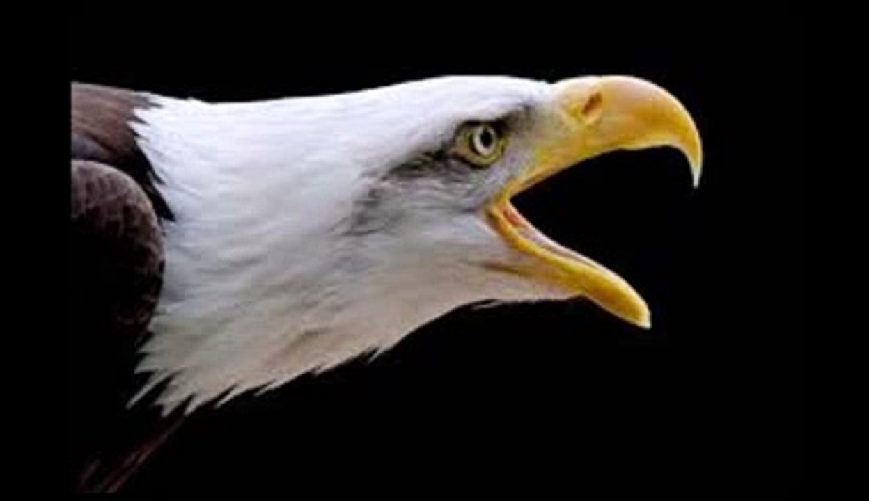 Gerçek  Kartal sesi-Kartal Ötüşü