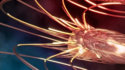 Nature by Numbers The Beauty of Nature