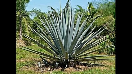 Fotos En Afbeeldingen, Photos And Pictures - Met Muziek, With Music