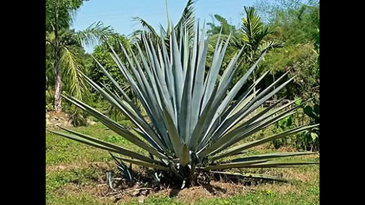 Fotos En Afbeeldingen, Photos And Pictures - Met Muziek, With Music