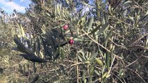 Alpes-de-Haute-Provence : La récolte des olives n'a pas été bonne partout
