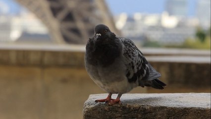 Je suis columba livia