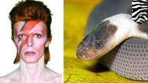 Ziggy stardust snake, Klingon newt among new species discovered with popular namesakes - TomoNews