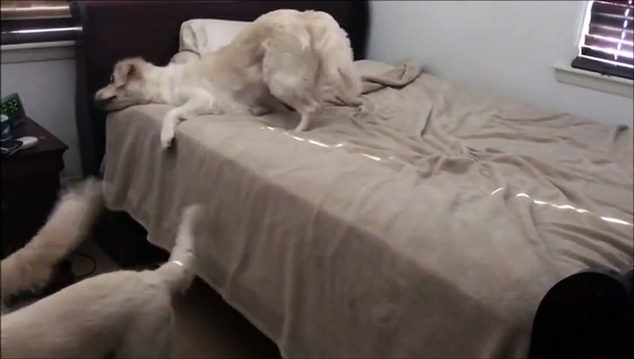 Dogs Playing in Bedroom