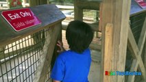 ANIMALS POOPING AT THE ZOO Kid at the ZOO Funny Family Fun Trip to Petting Farm Animals fo