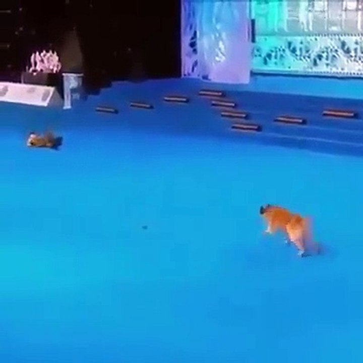 el perro mas obediente del mundo  lo de muestra en vivo
