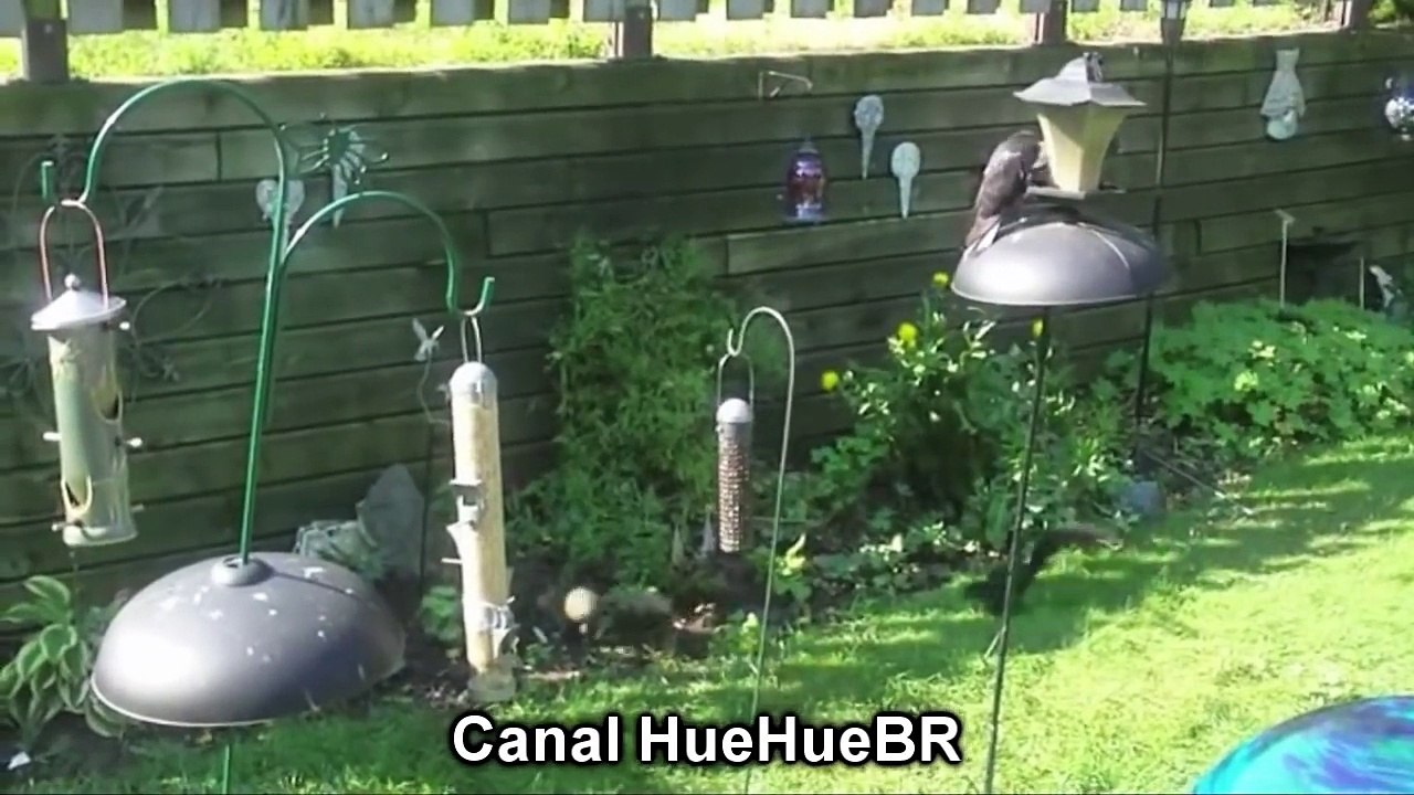 Thug Life #5 - Canal HueHueBR