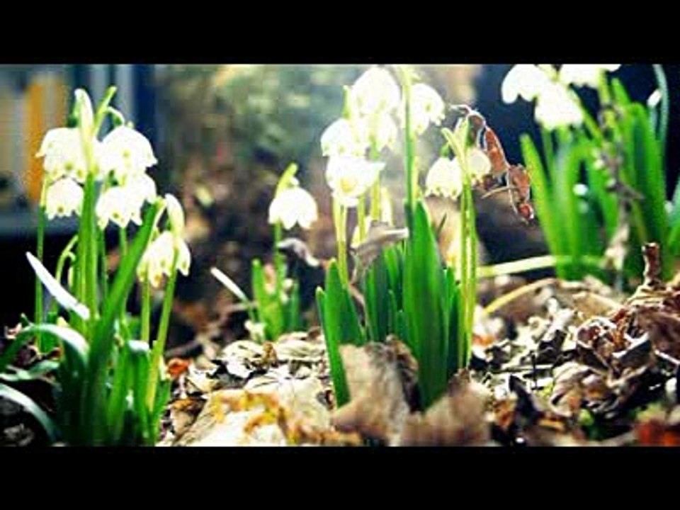 'ANJALI'as TRIBUTE TO EVER GREAT & LEGEND MD.RAFI FROM BENGAL-(Dipendu) 'ADHO ADHO BOL LAJE' nazrul song (R.L.)