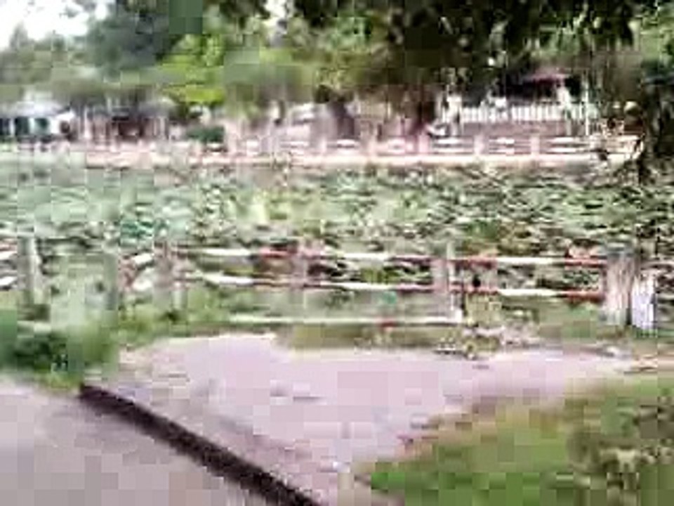 Vi thanh　大きな蓮池のある公園　150102