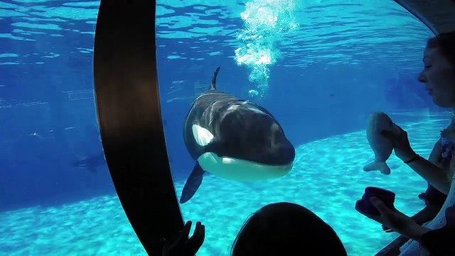 Amaya - SeaWorld San Diego - Orca Whale