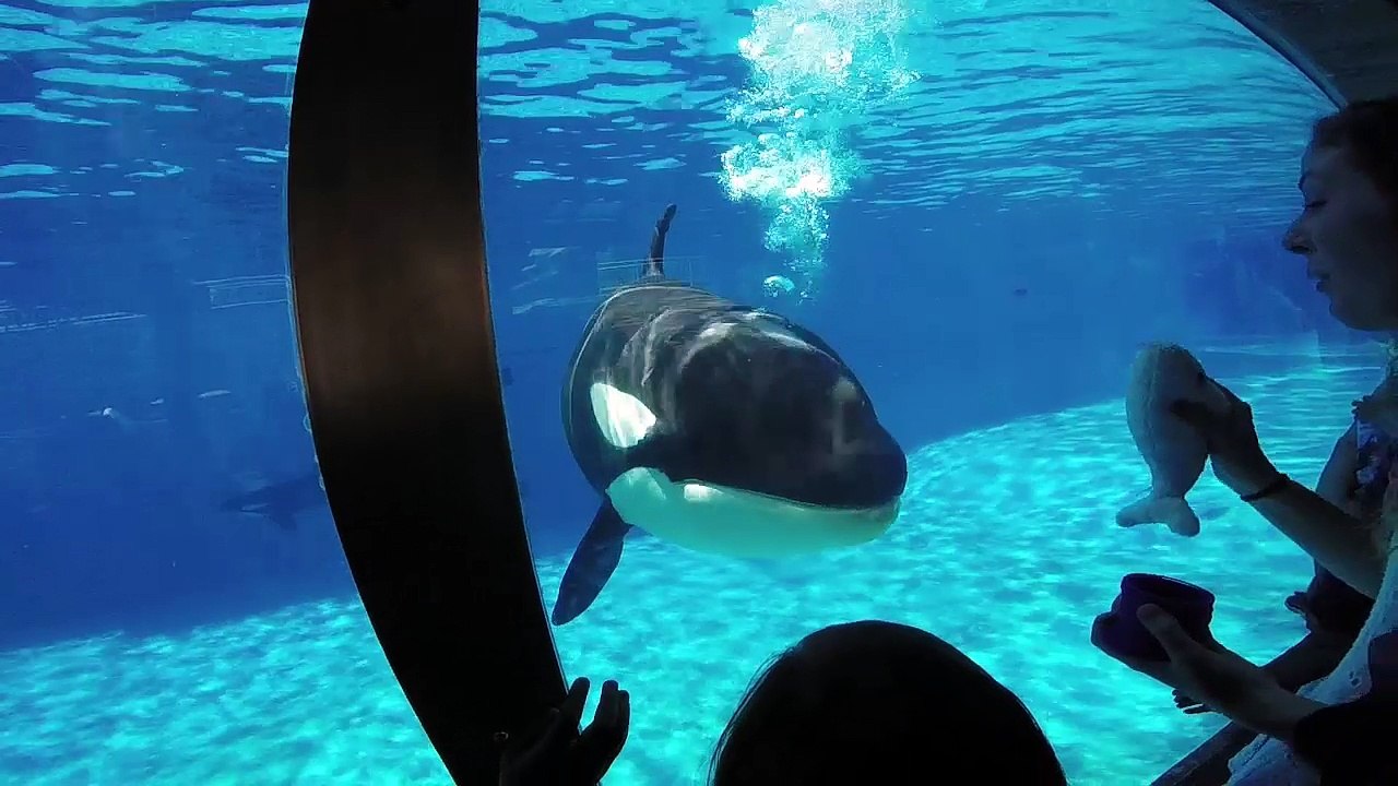 Amaya  - SeaWorld San Diego - Orca Whale