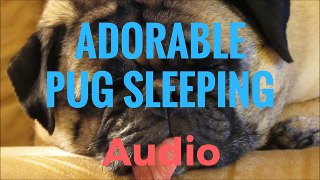 Adorable Pug Sleeping - (Sound Only)