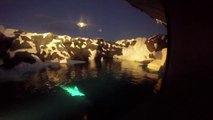 Beluga Exhibit - SeaWorld San Diego - Wild Artic