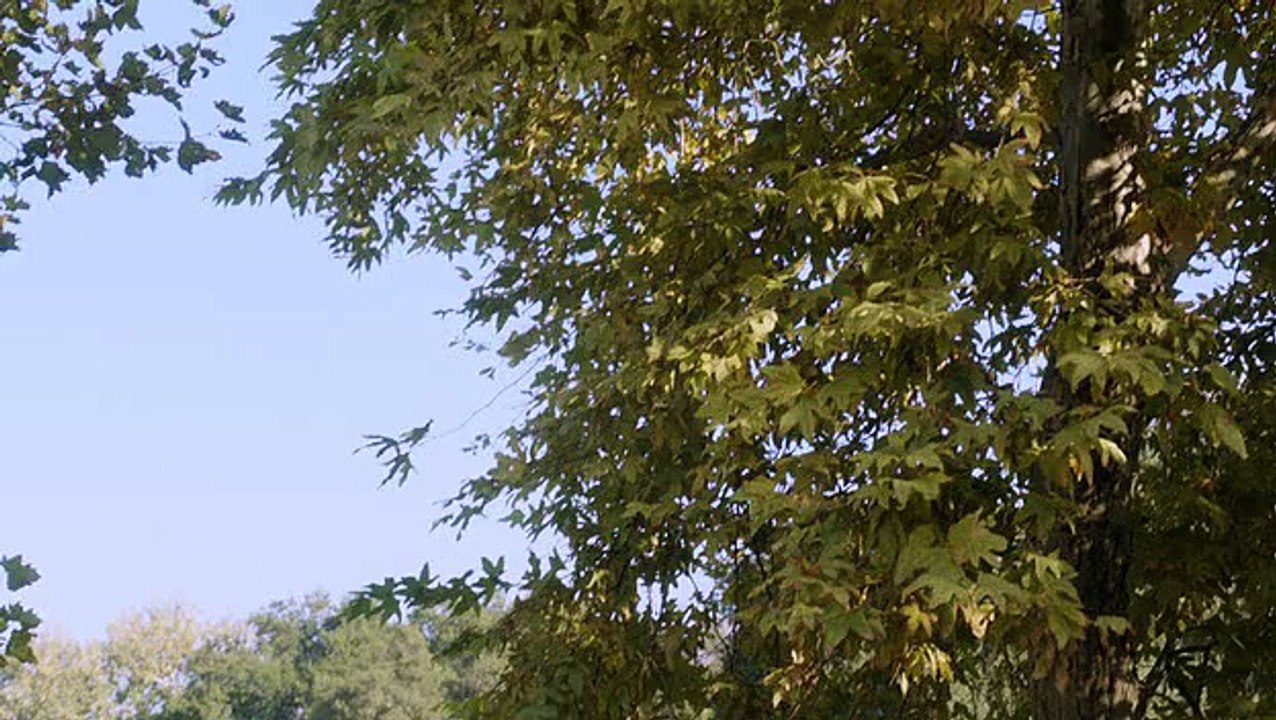 Desperate Housewives  - Who Can Say What's True