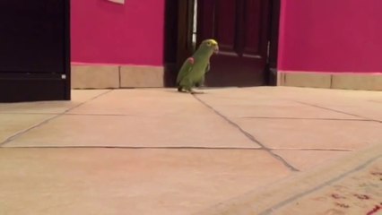 Ce perroquet a un rire diabolique de bon méchant !