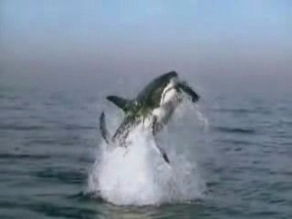 Un requin a la chasse