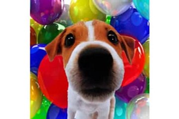 Happy Valentine's Day - Funny Video - Jack the puppy