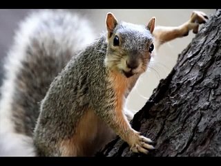 Happy Birthday to You - Sammie the Squirrel