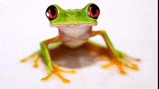 Happy Birthday to You - Tango the Tree Frog[2]