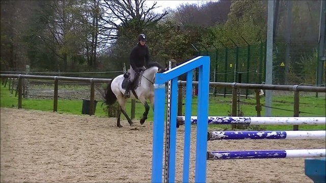 Akari des Genêts Connemara Grand Prix A VENDRE