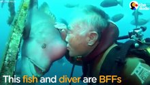Fish And Diver Are BFFs