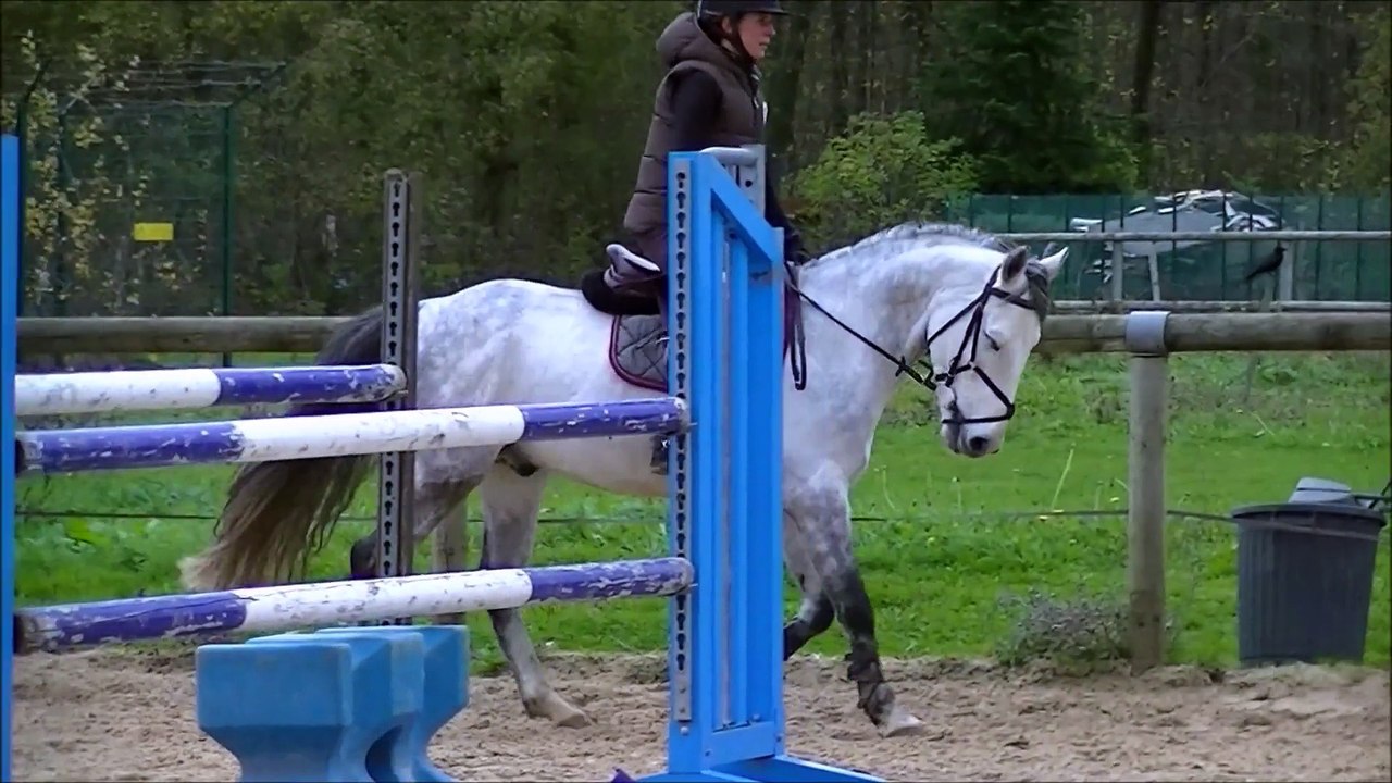 RUBIS DES GENETS PONEY D A VENDRE Grand  Prix