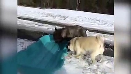 When dogs experience snow for the first time!