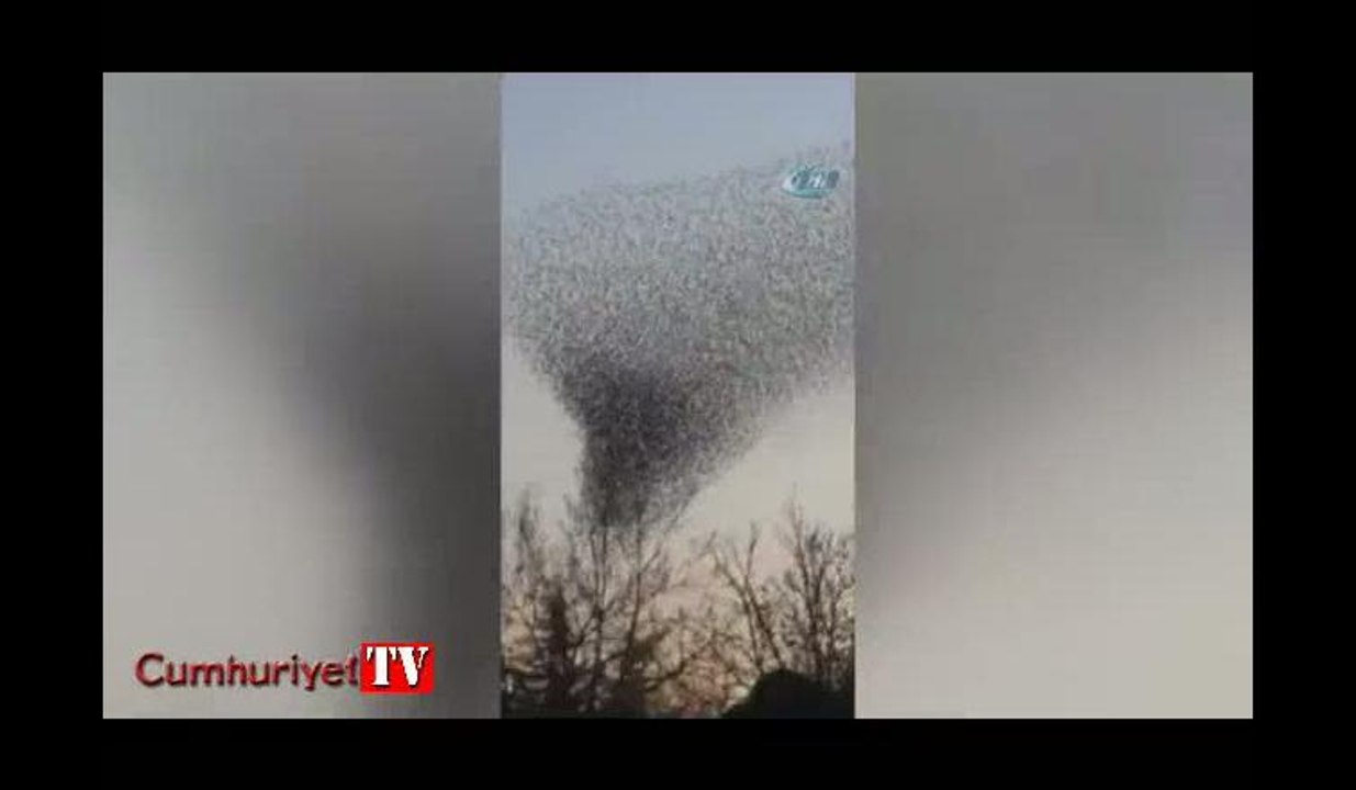 Sığırcıkların dansı büyüledi