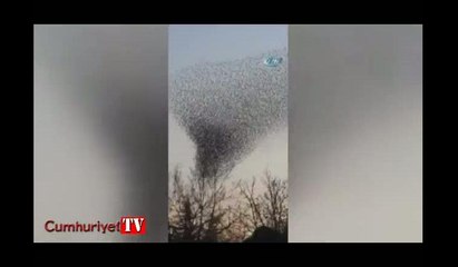 Sığırcıkların dansı büyüledi