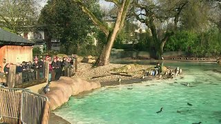 Animal count takes place at London Zoo