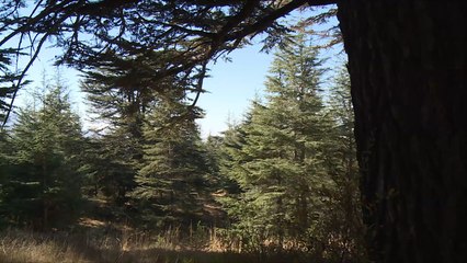 هذا الصباح- شجرة الأرز في لبنان